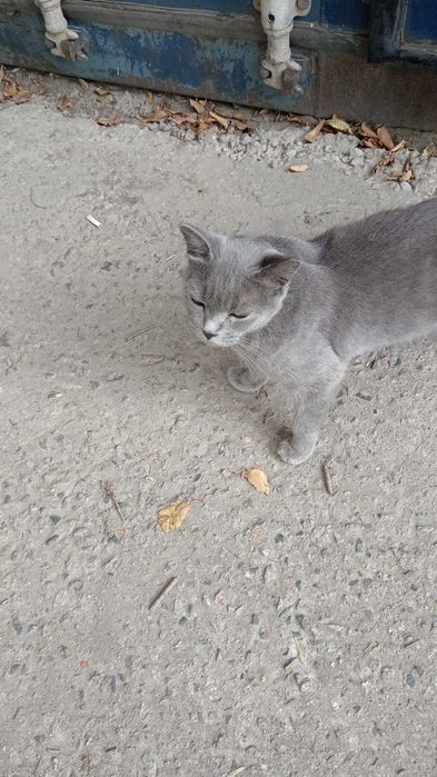 Котята от британки