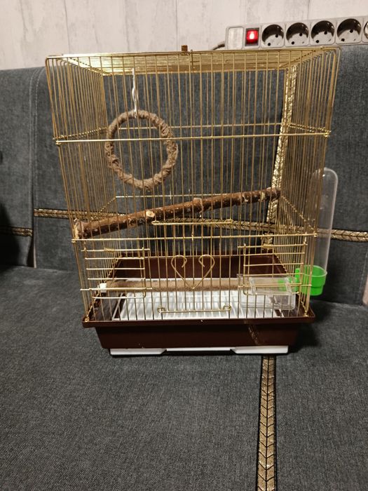 Продам канарейку (девочка)