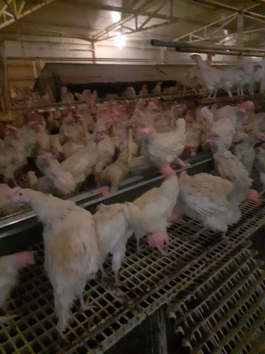 Găini albe de ouă tinere