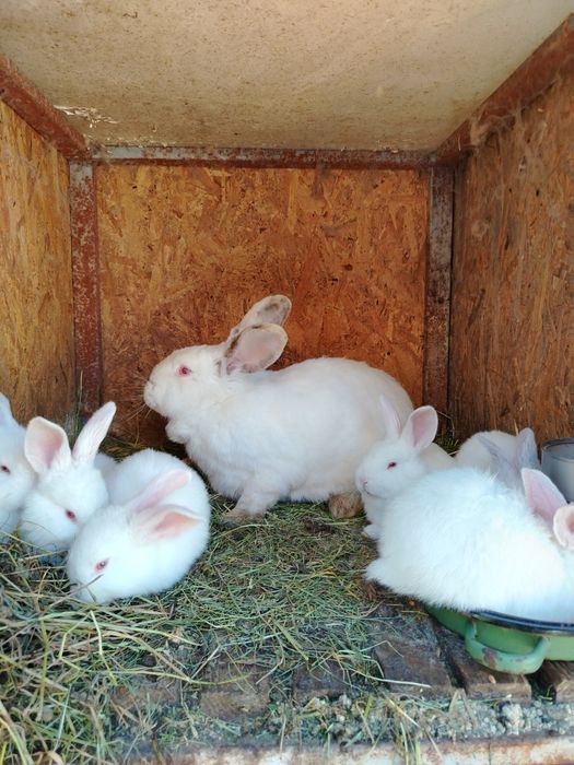 Vand pui de iepure de 1 luna