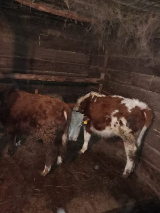 Семіз баспақтар сатылады