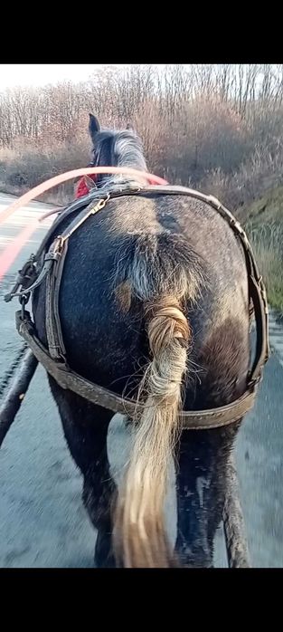 Vans manza de 2 ani blanad si garantata