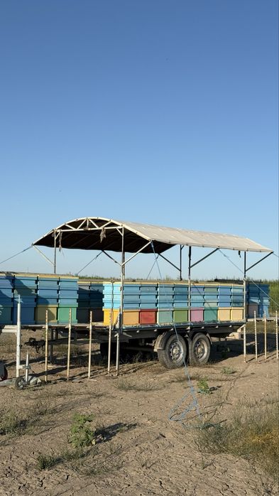 Натуральный мёд Оптом Табиғи бал