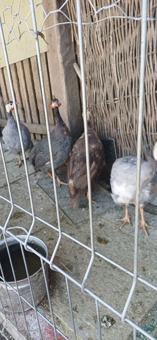 Bibilici de vanzare 120 de lei bucata crescute natural cu cereale!