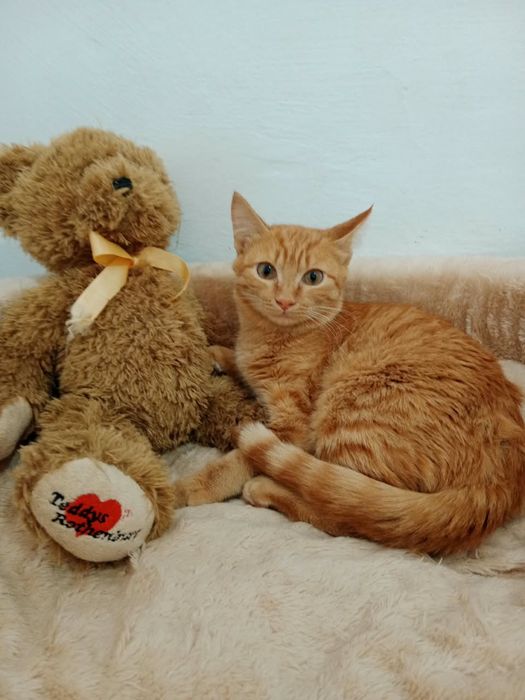 Отдам котиков в хорошие руки