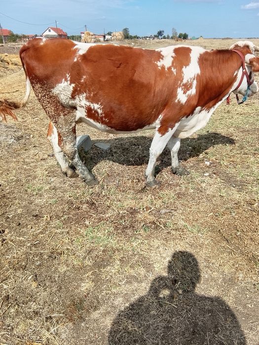 Vaca de a fata 5 luni