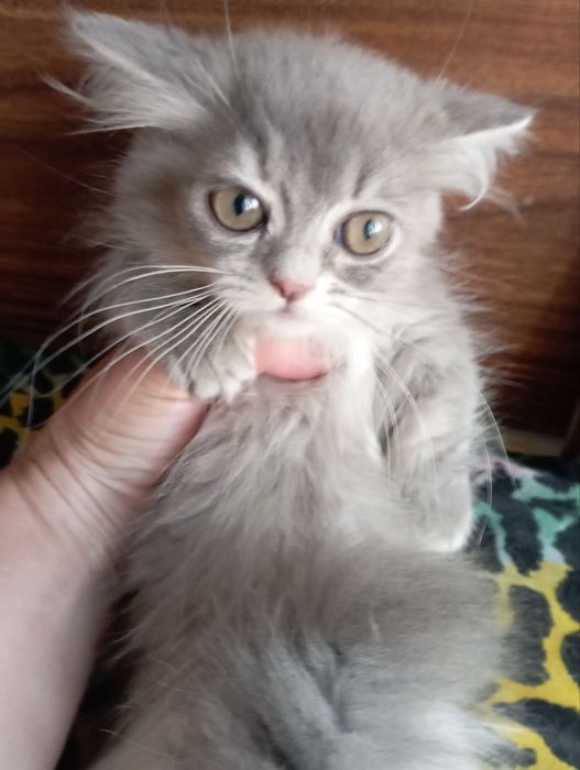 Манчкин девочка 4 мес.