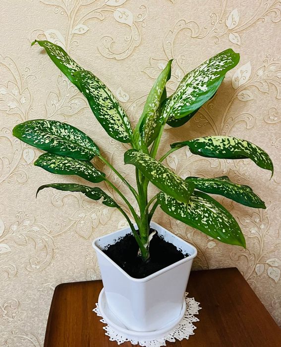 Продам комнатный цветок "диффенбахия"
