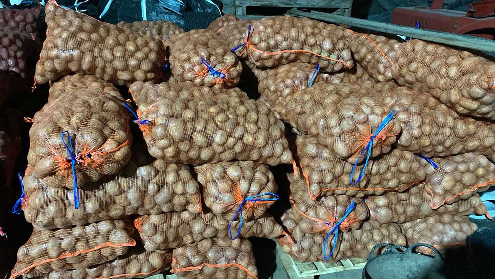 Cartofi samanta soiul Colomba(certificat + eticheta) si Laura