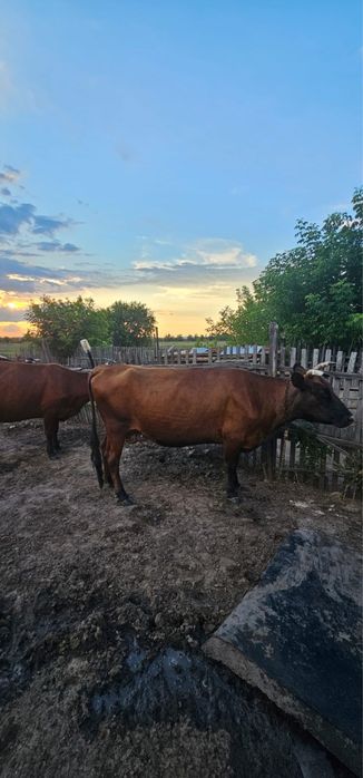 продам коров за 4 млн