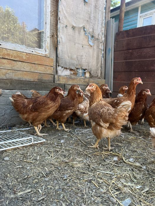 Продам кур несушки
