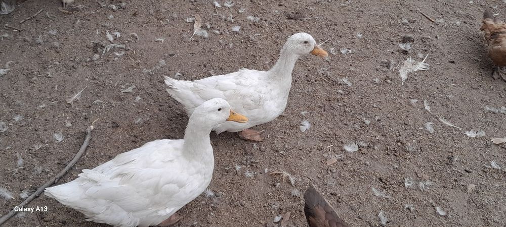 Продам хороших уток