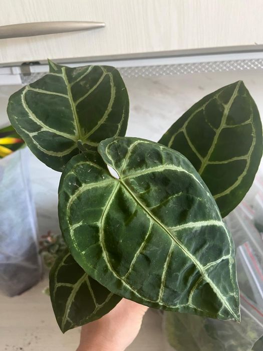 Комнатные растения