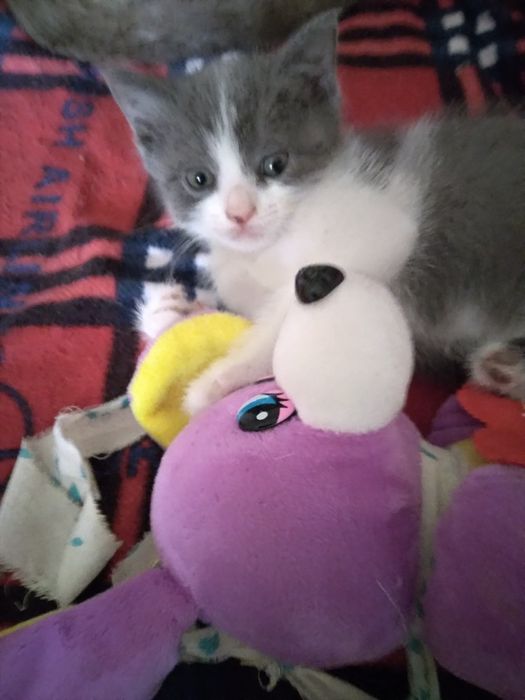 Красивый котик в добрые руки.