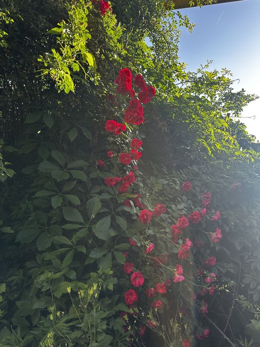 Сдам новый дом в экологически чистом месте