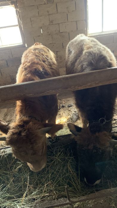 Бузау сатылады продам бычков