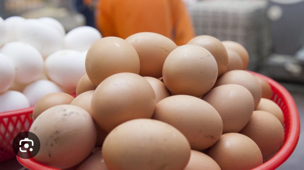 Кора шахзода тухумлари. Оплод зур.