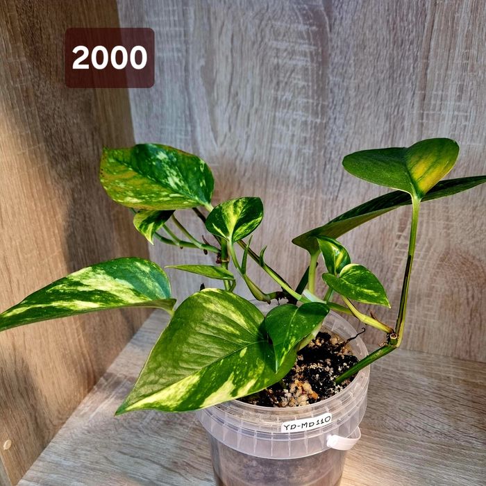 Эпипремнум золотистый