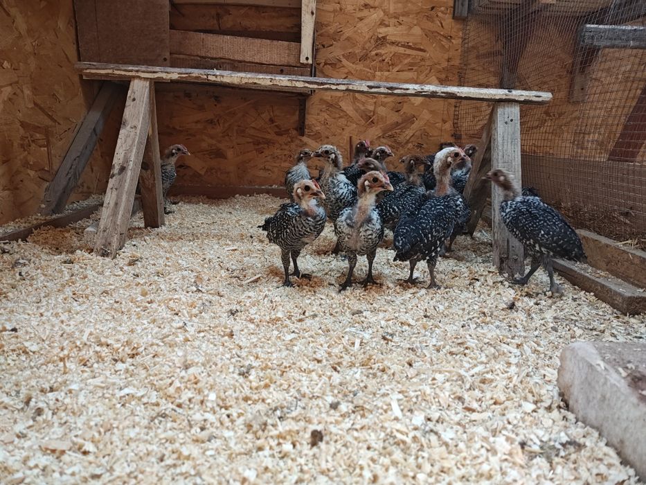 Белгиский Брекель серебристый оиласи сотилади.