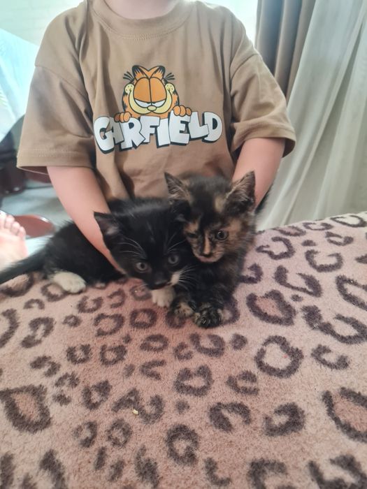 Котята мысық кошки