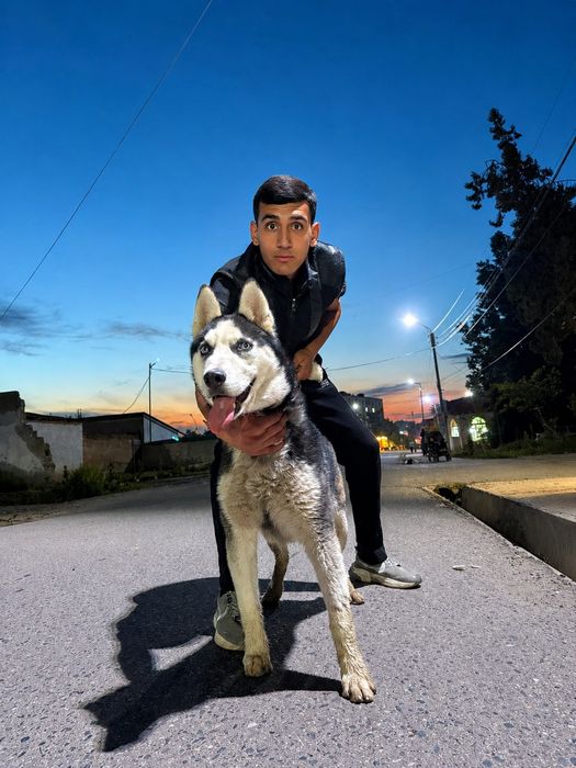 Sibiriski xaski 6 oylik erkak