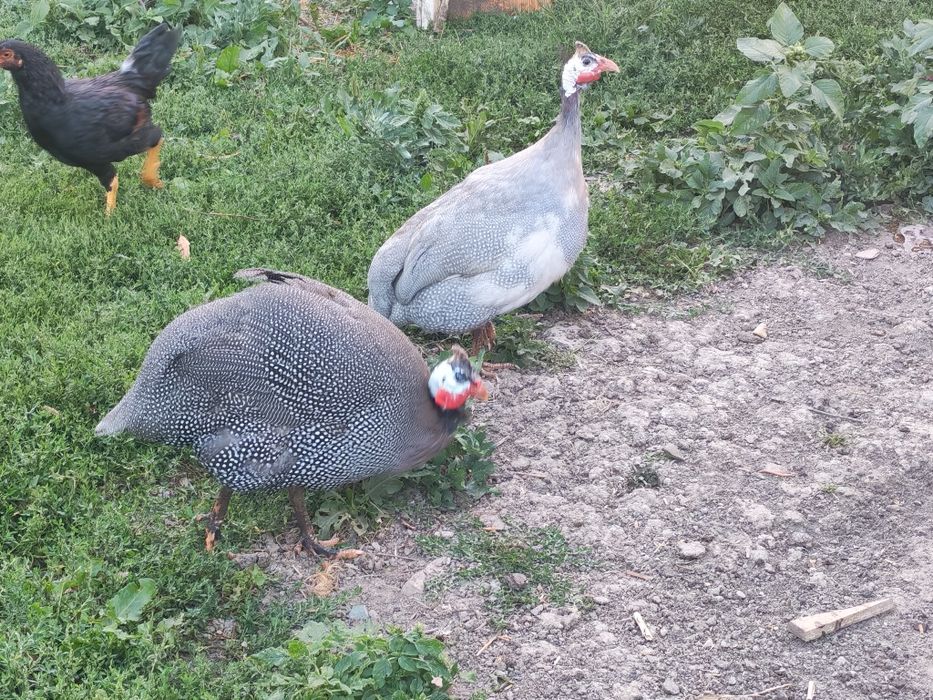 Bibilici mature si puii