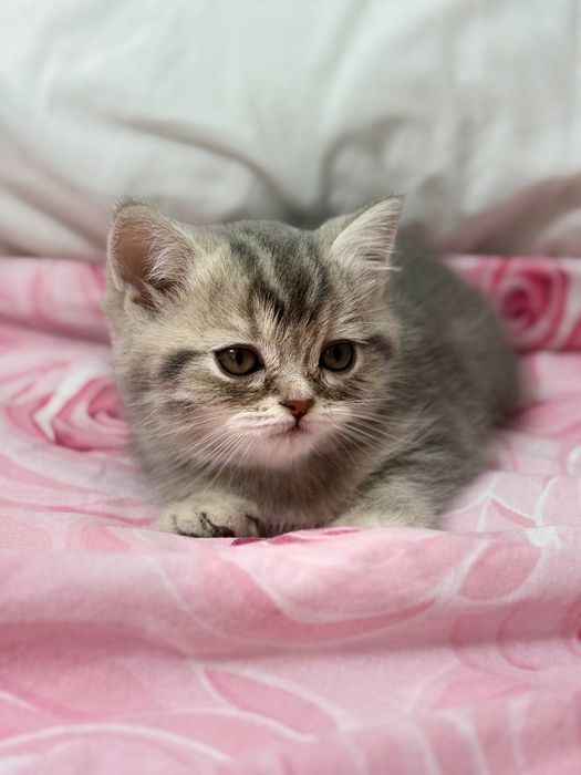 Продается Кошка  2 месяца