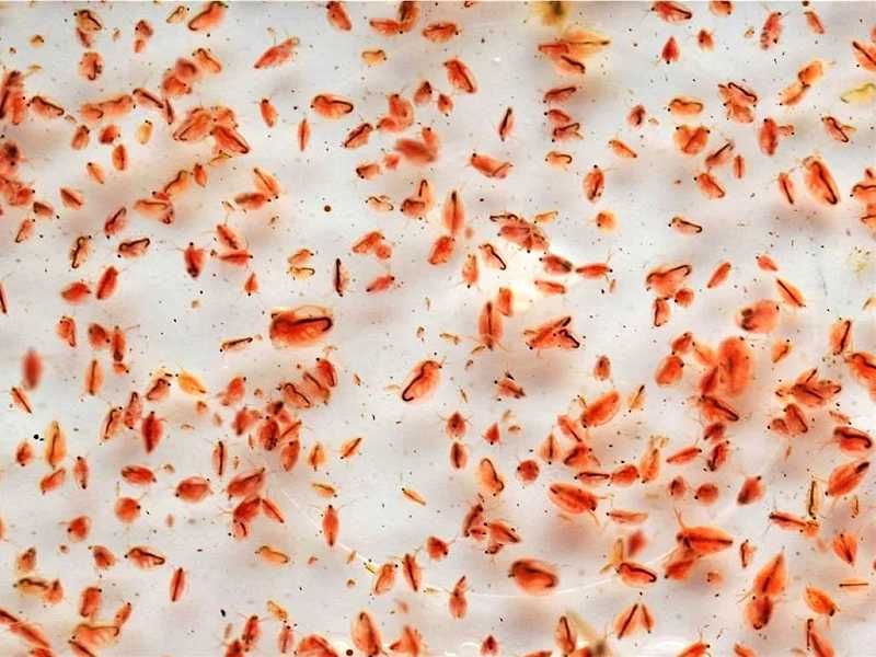 Култури с жива храна (Daphnia Moina, бели червеи и оцетни змиорки).