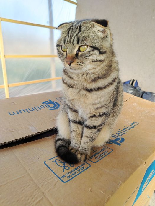 Метис британка и обычная.