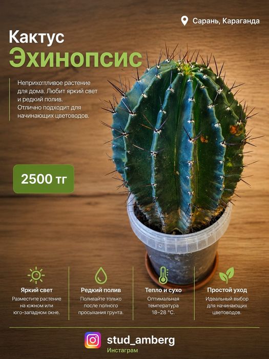 Алоэ,шлюмбергера,рипсалидопсис