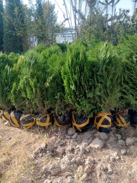 Archa dekarativni daraxtlar gazon landshaft dizayni ekish xizmati