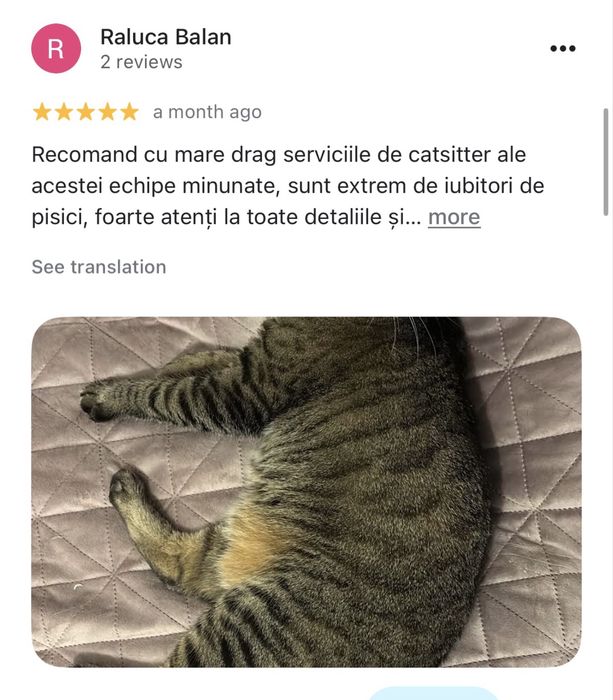 Cat Sitter la domiciliu Brasov
