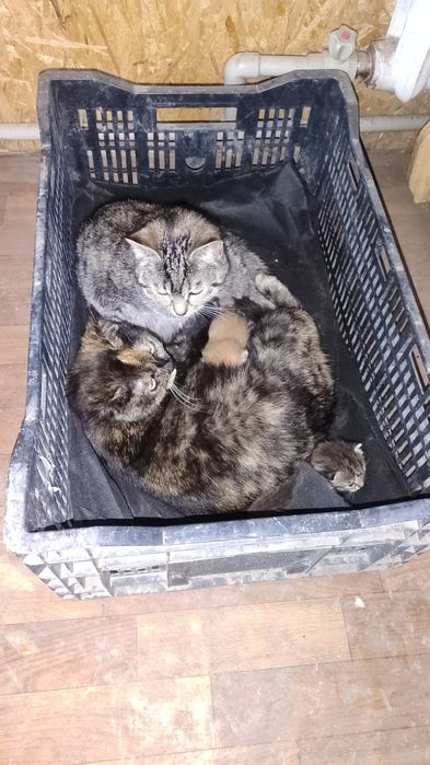 кошки с котятами