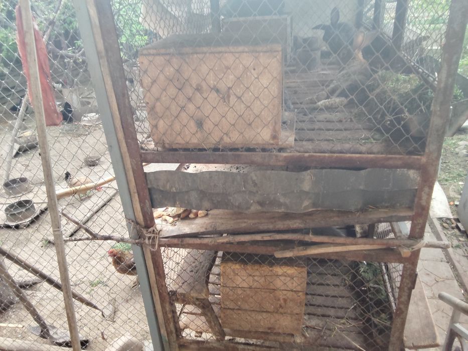 Срочно продам кроликов вместе с клеткой