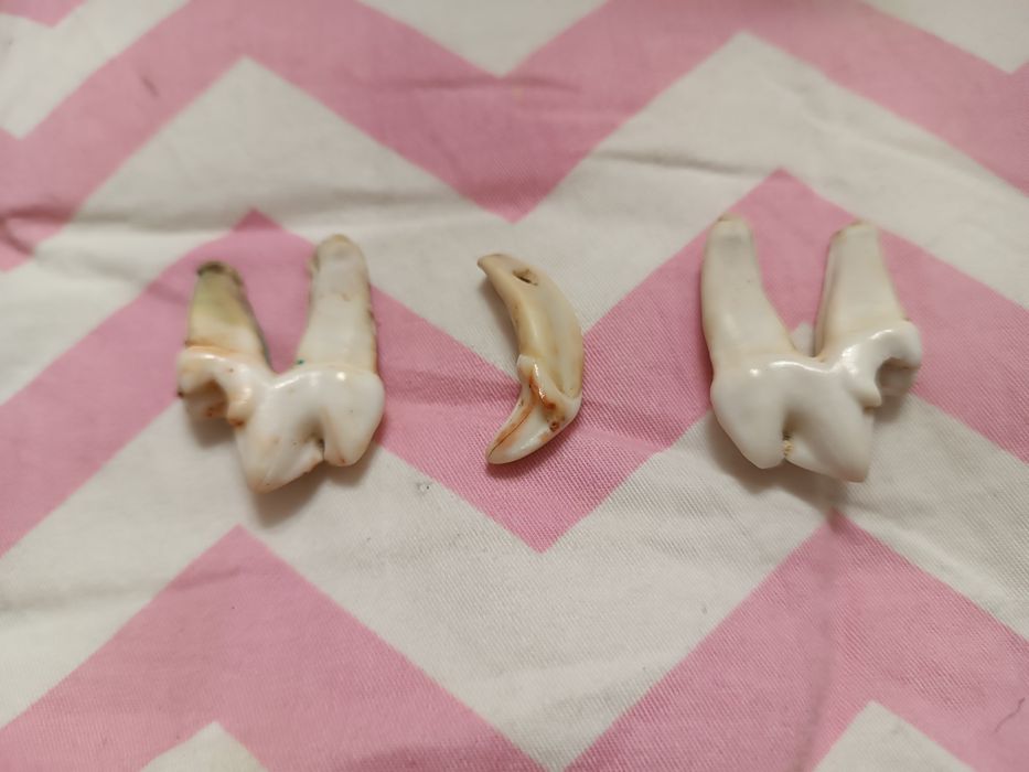 Каскырдын тысы, 2-азу