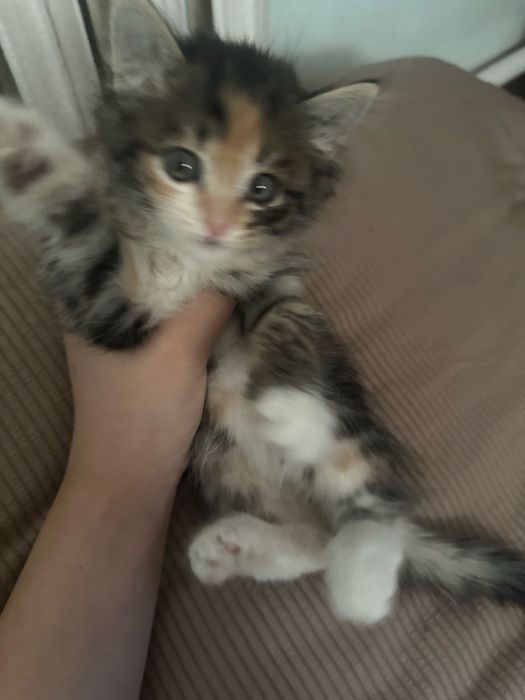 отдам котят в добрые руки.