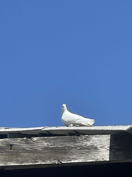 Белый голубь, домашний (продаётся)