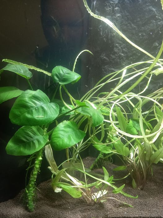 Аквариумный растения