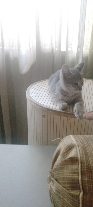Ласковый, мурчащий мальчик ищет доброго человека!