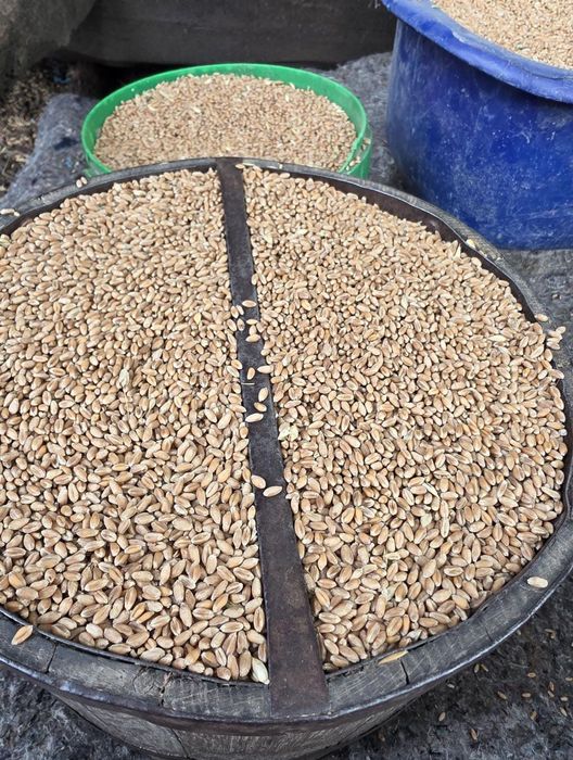 Vând grâu producție 2025