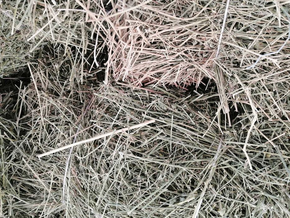 Beda piris sotiladi sorochni