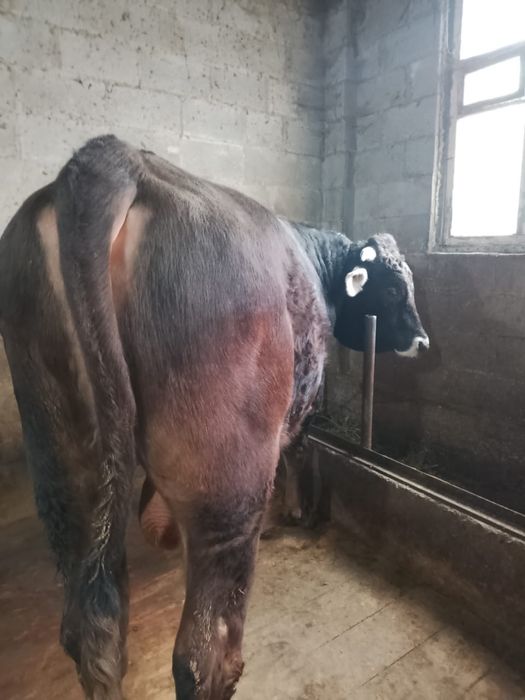 Продаю Быка Алатау