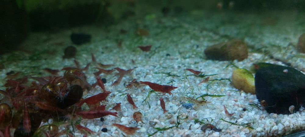 Криветки вишня красная