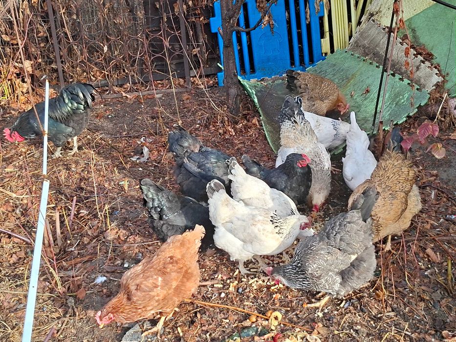 Продам курей 11 курей 2 питуха