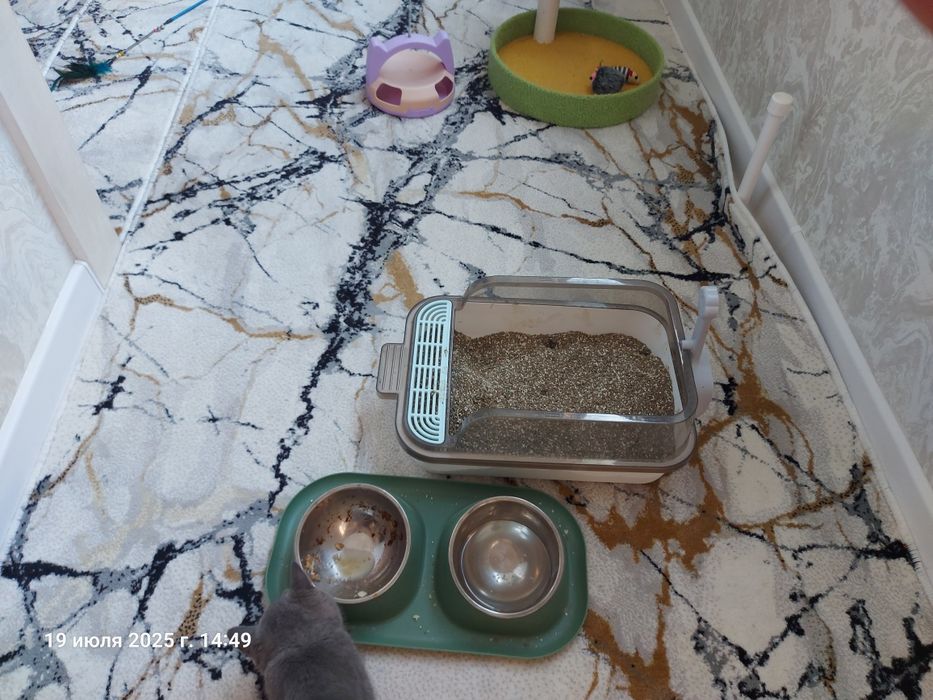 Котёнок  Мушик продаётся