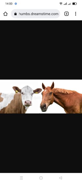 Касапшы жилике соямын барлык инструмент бар