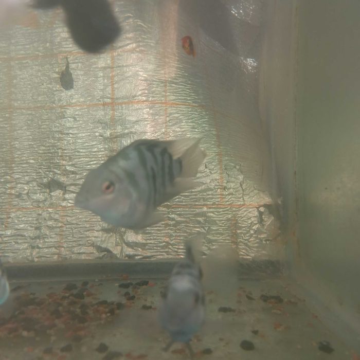 Попугай цихлиды по одной штуке