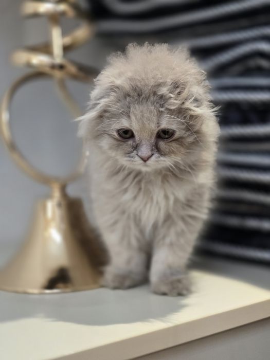 Продаётся очаровательная кошечка Scottish Fold Highland. 3-месячная.