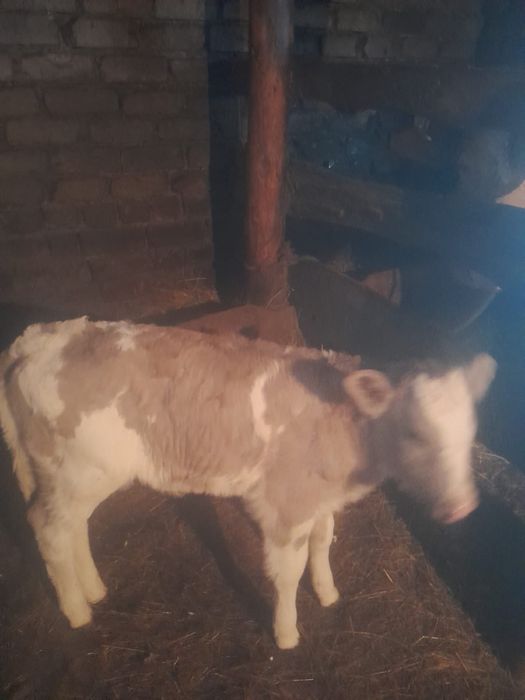 Продам теленка  от симментальской коровы