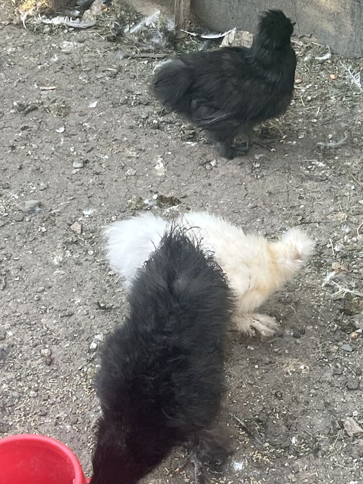 pui de mătase japoneză
